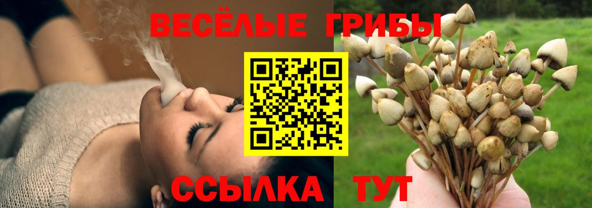где найти наркотики  Вход с VPN  Псилоцибиновые грибы GOLDEN TEACHER  Минусинск  Псилоцибиновые грибы Psilocybe 